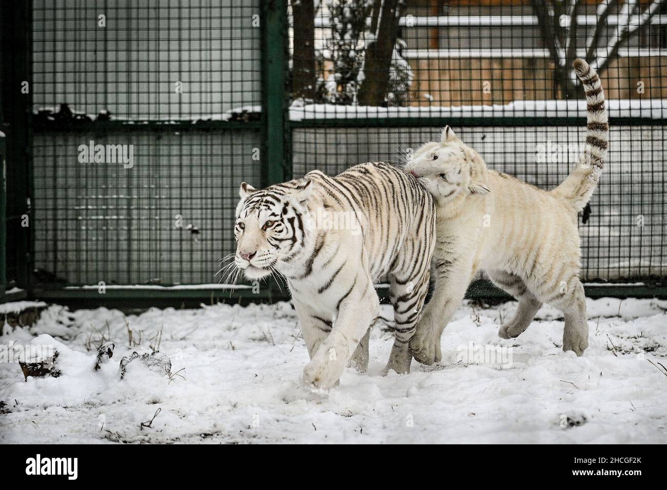 BERDIANSK, UKRAINE - 27 DÉCEMBRE 2021 - deux tigres blancs jouent dans la neige dans un zoo, Berdiansk, région de Zaporizhzhia, sud-est de l'Ukraine. Banque D'Images