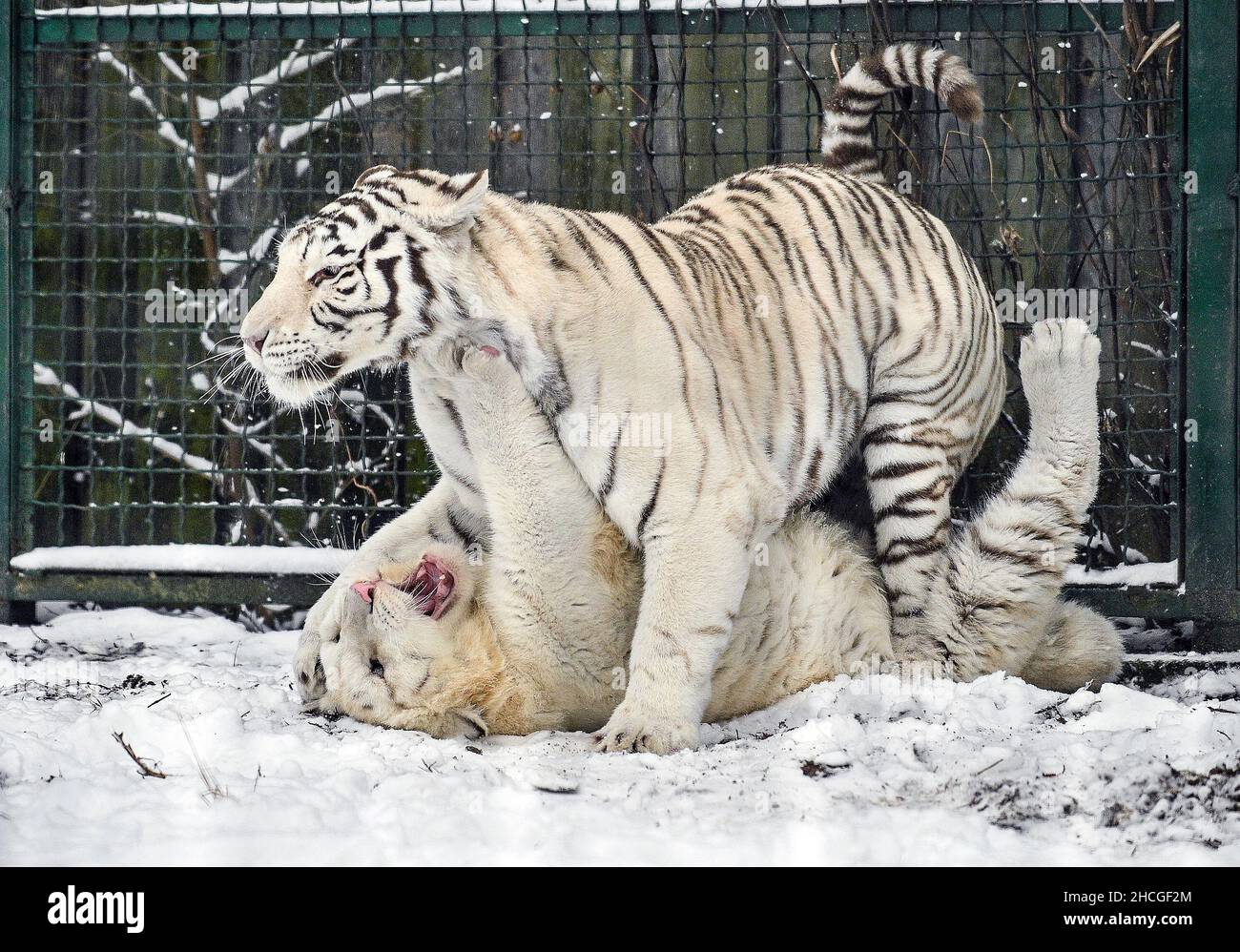 BERDIANSK, UKRAINE - 27 DÉCEMBRE 2021 - deux tigres blancs jouent dans la neige dans un zoo, Berdiansk, région de Zaporizhzhia, sud-est de l'Ukraine. Banque D'Images