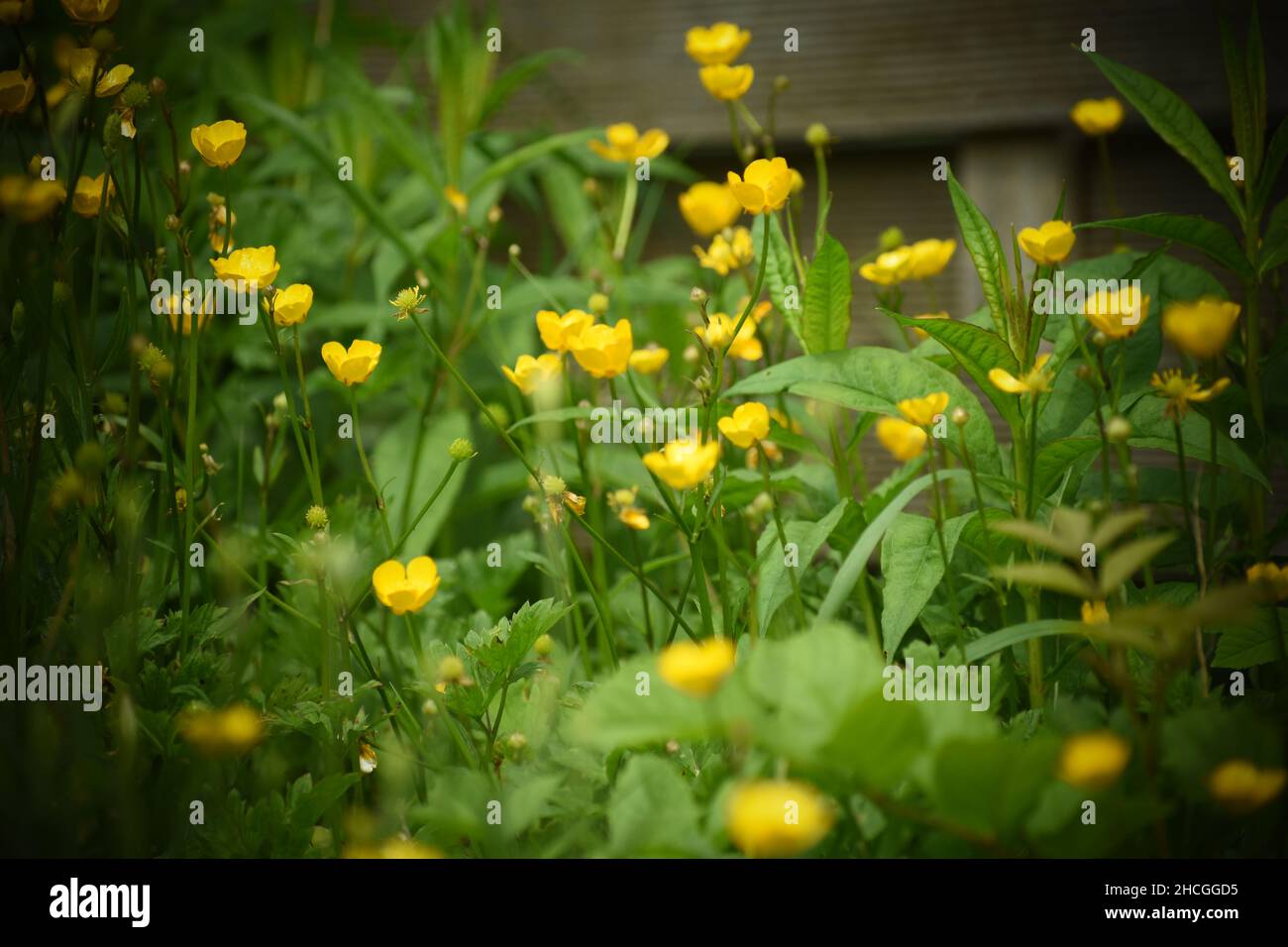 Belle vue sur les fleurs de buttercup de prairie jaune Banque D'Images