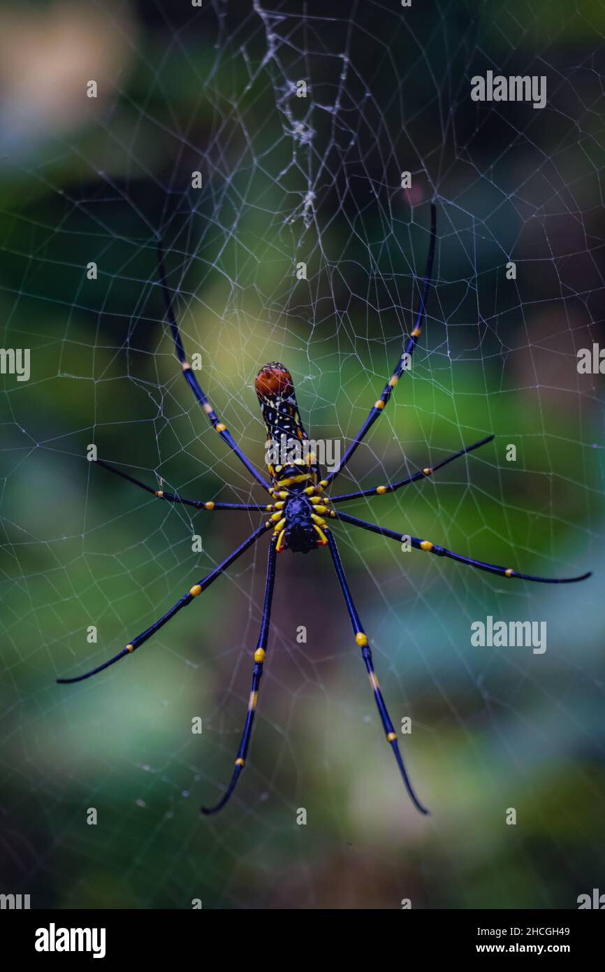 Vue de dessous d'une belle araignée de Web d'Orbe doré (Nephila Pilipes) Banque D'Images