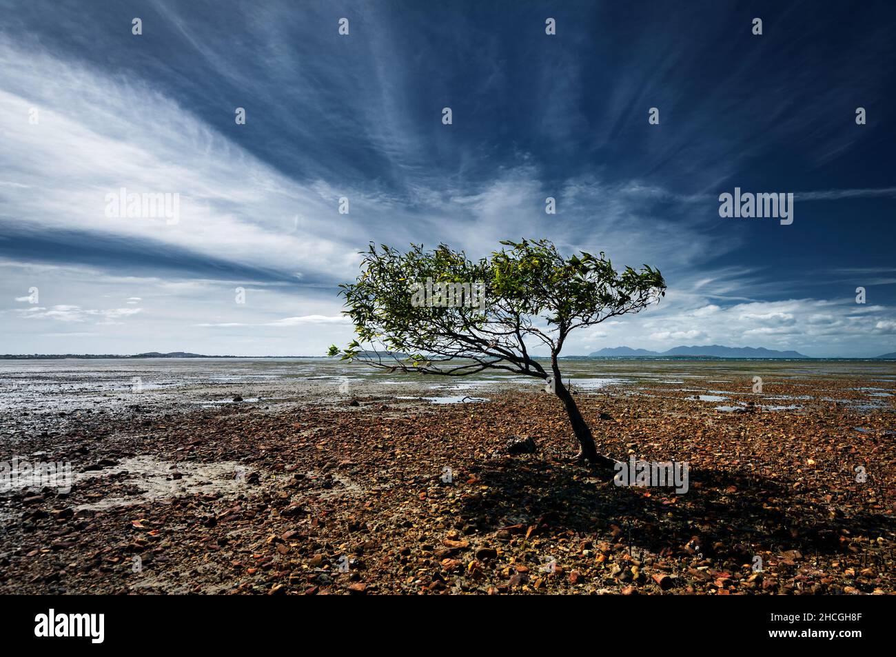 Mangrove solitaire à marée basse. Banque D'Images