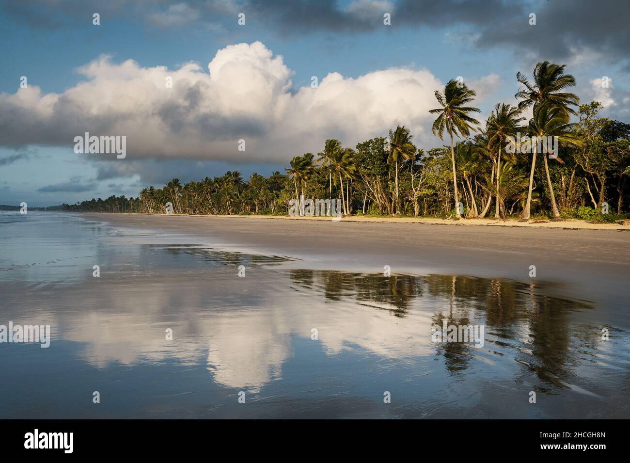 Paysage de palmiers à Mission Beach. Banque D'Images