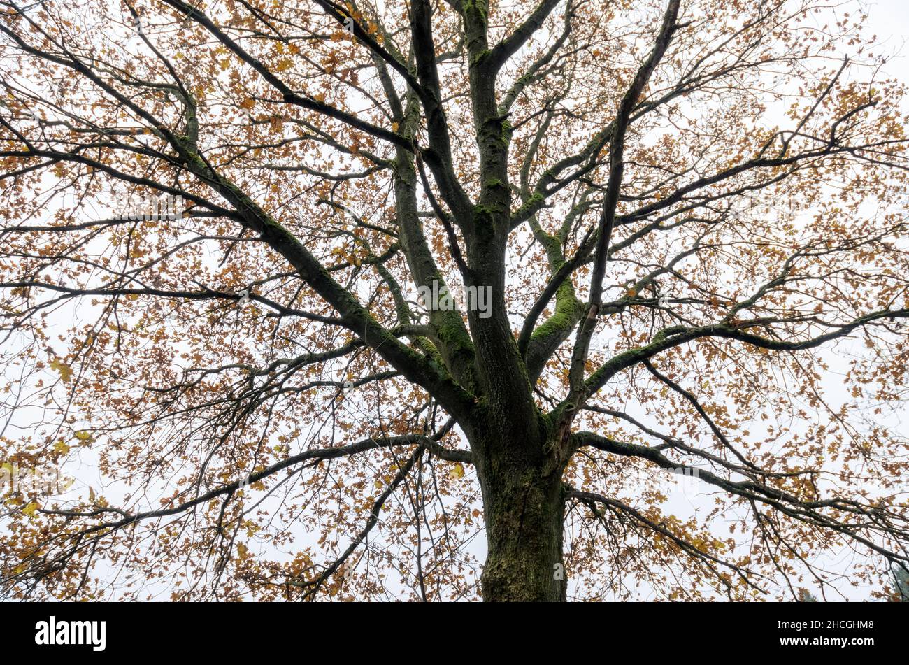 Recherche des branches et des brindilles d'un chêne (Quercus) pendant la saison d'automne Banque D'Images