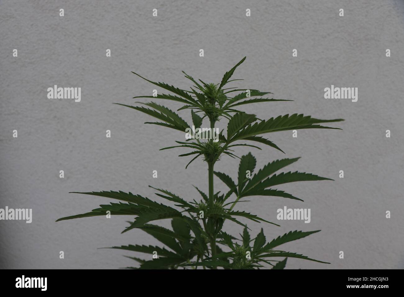 Photo en gros plan d'une plante verte de cannabis sur fond blanc.Photo de haute qualité Banque D'Images