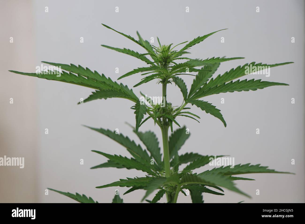 Photo en gros plan d'une plante verte de cannabis sur fond blanc.Photo de haute qualité Banque D'Images