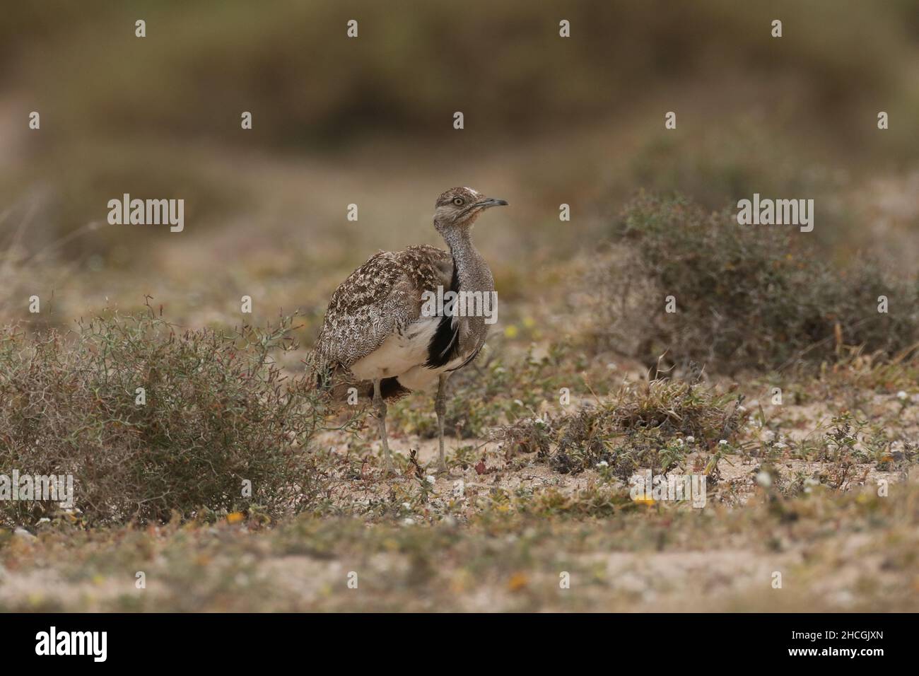 Outarde Houbara à la fin de la saison de reproduction sur Lanzarote, dans un habitat semi-aride typique où ils sont protégés et se reproduisent. Banque D'Images