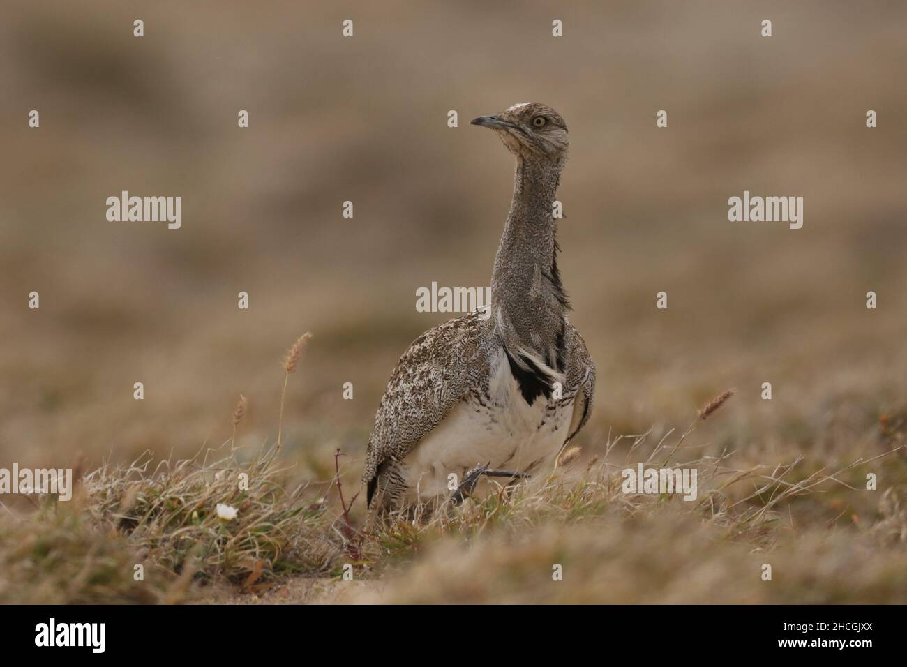 Outarde Houbara à la fin de la saison de reproduction sur Lanzarote, dans un habitat semi-aride typique où ils sont protégés et se reproduisent. Banque D'Images