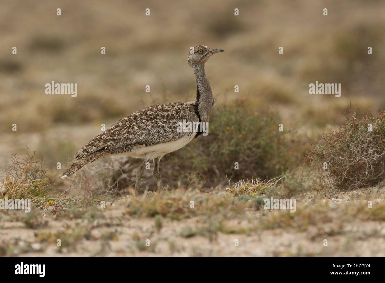 Outarde Houbara à la fin de la saison de reproduction sur Lanzarote, dans un habitat semi-aride typique où ils sont protégés et se reproduisent. Banque D'Images