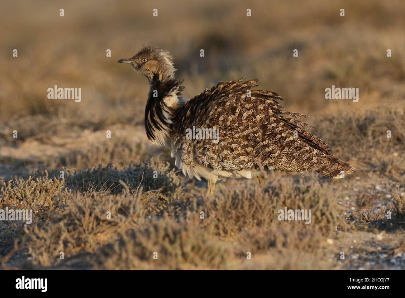 Outarde Houbara à la fin de la saison de reproduction sur Lanzarote, dans un habitat semi-aride typique où ils sont protégés et se reproduisent. Banque D'Images