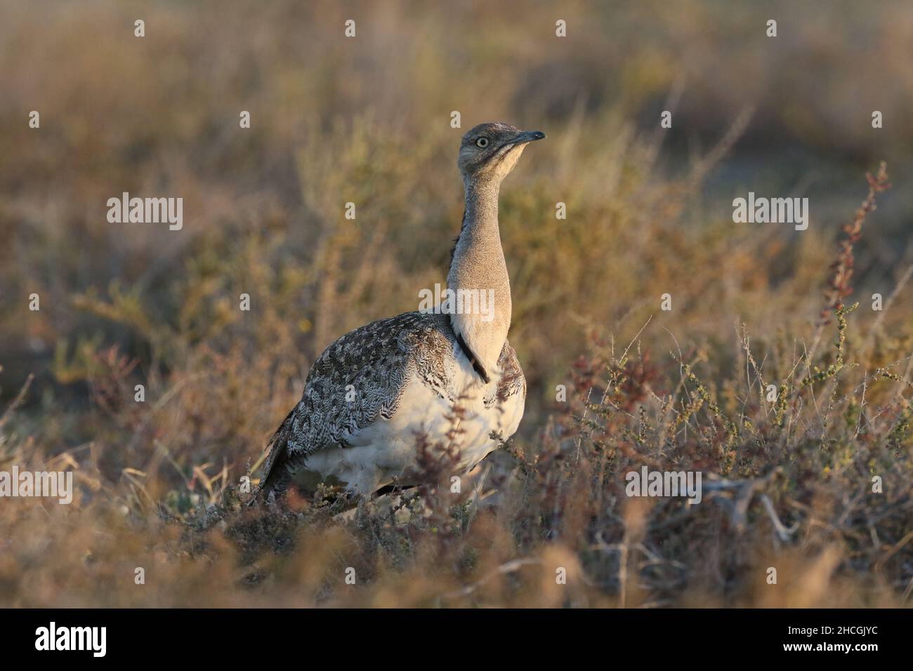 Outarde Houbara à la fin de la saison de reproduction sur Lanzarote, dans un habitat semi-aride typique où ils sont protégés et se reproduisent. Banque D'Images