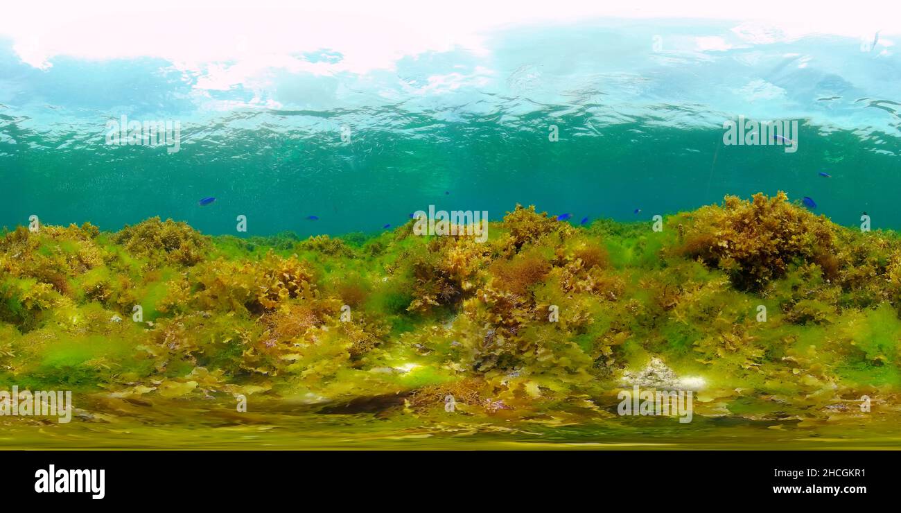 Poissons tropicaux et récif de corail à la plongée. Magnifique monde sous-marin avec coraux et poissons. 360 panorama VR Banque D'Images