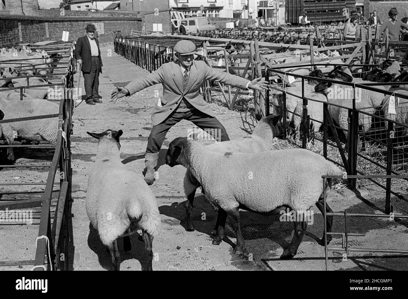 Un fermier qui fait des moutons dans un enclos en préparation à la vente aux enchères à Monmouth, au sud du pays de Galles, 1977 Banque D'Images