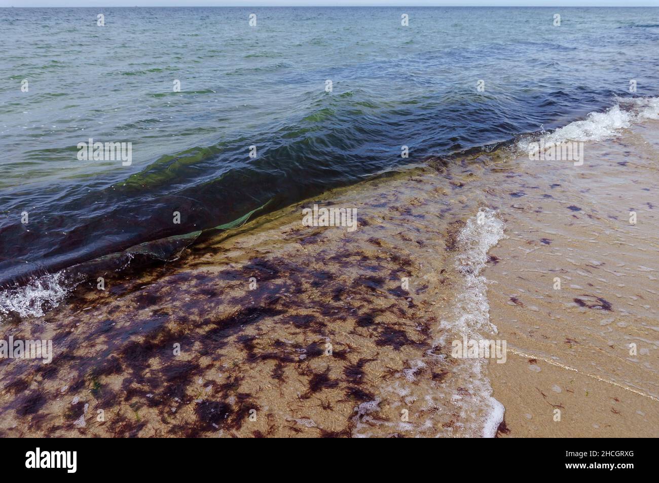 Eau claire et boue noire.Algues dans la mer.Algues et chaux sur la côte de la mer Baltique. Banque D'Images