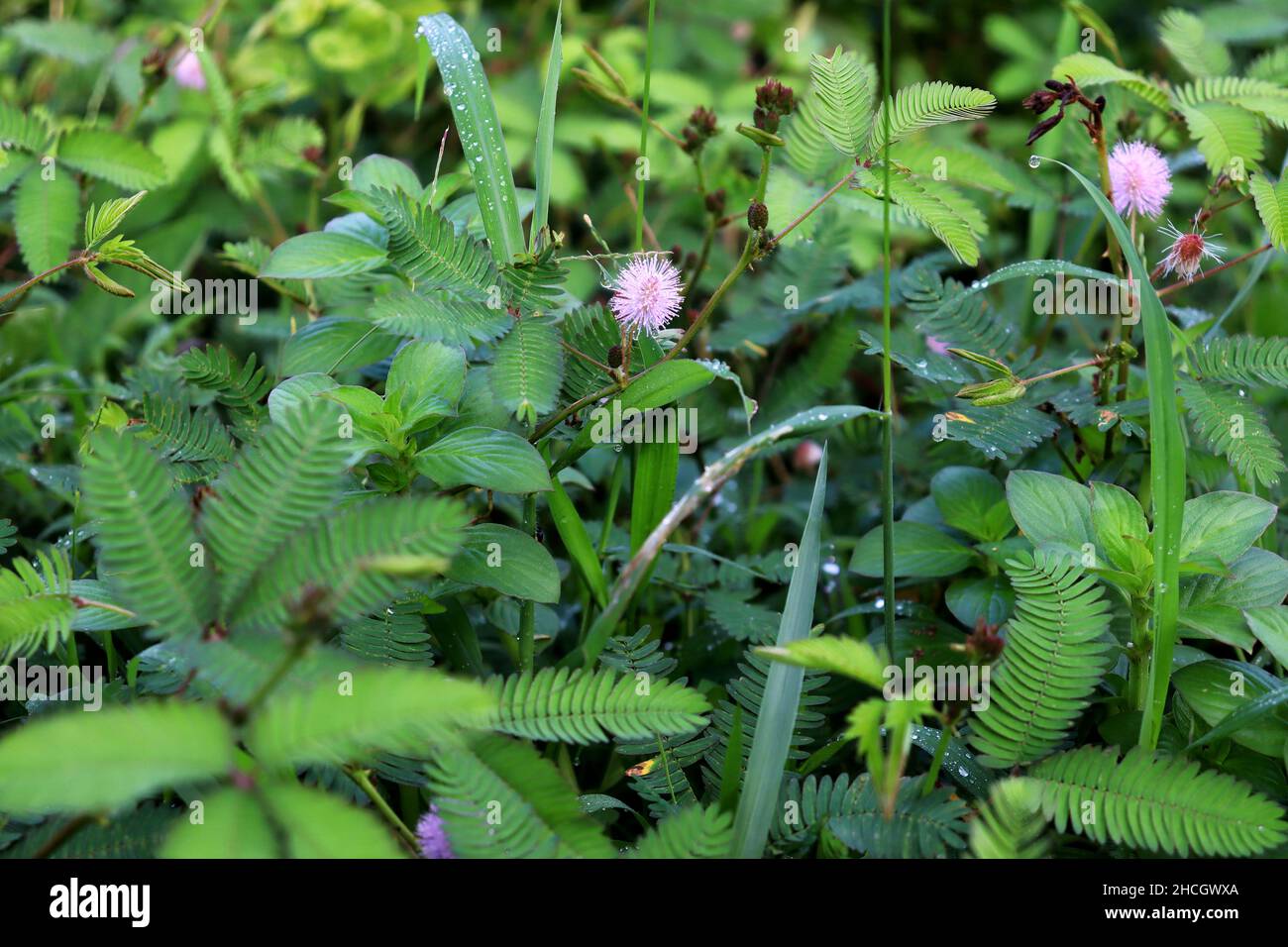Photo de plante Mimosa avec une belle fleur. Il s'appelle Lojjaboti en langue bengali. Banque D'Images