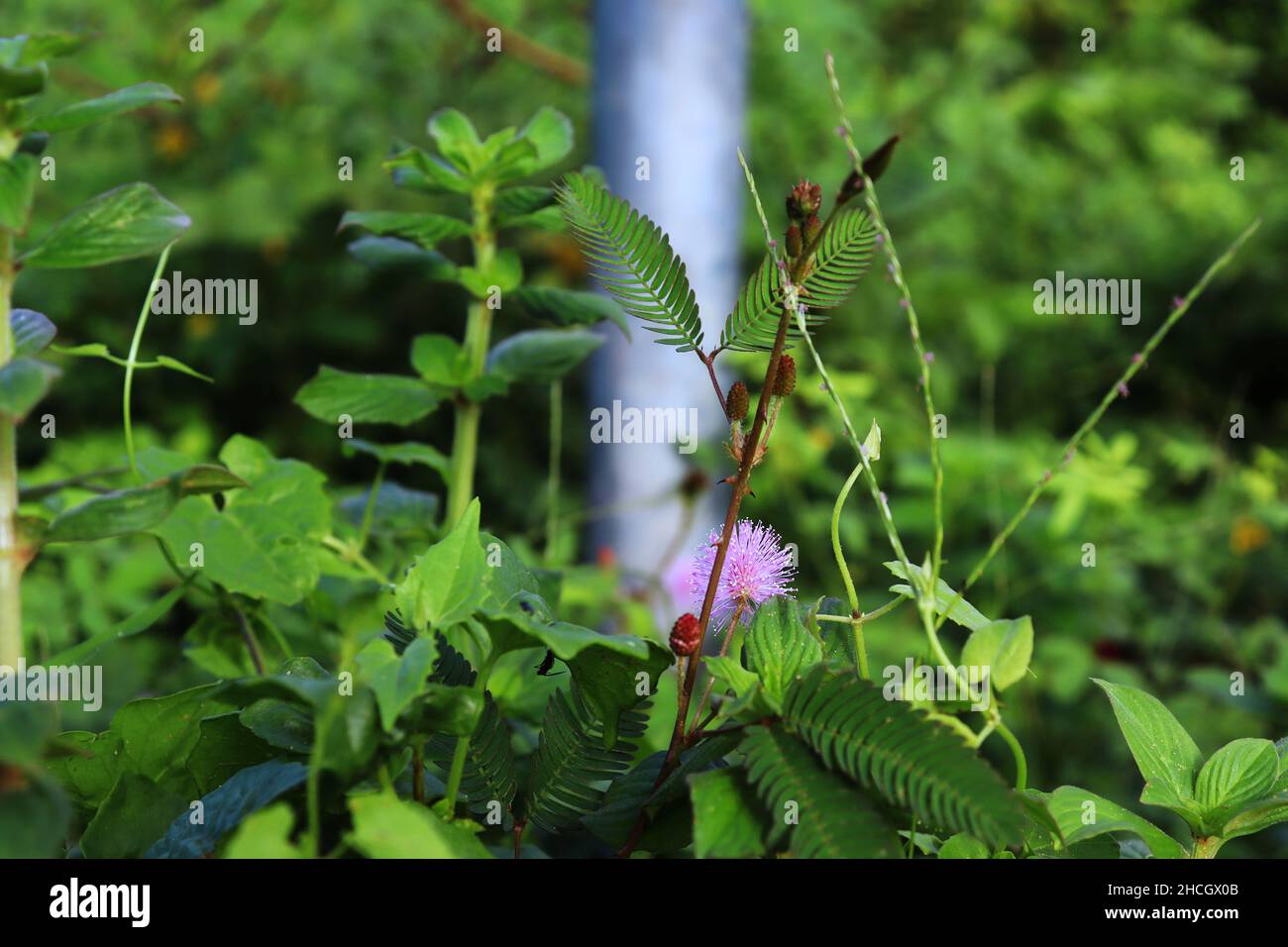 Photo de plante Mimosa avec une belle fleur. Il s'appelle Lojjaboti en langue bengali. Banque D'Images