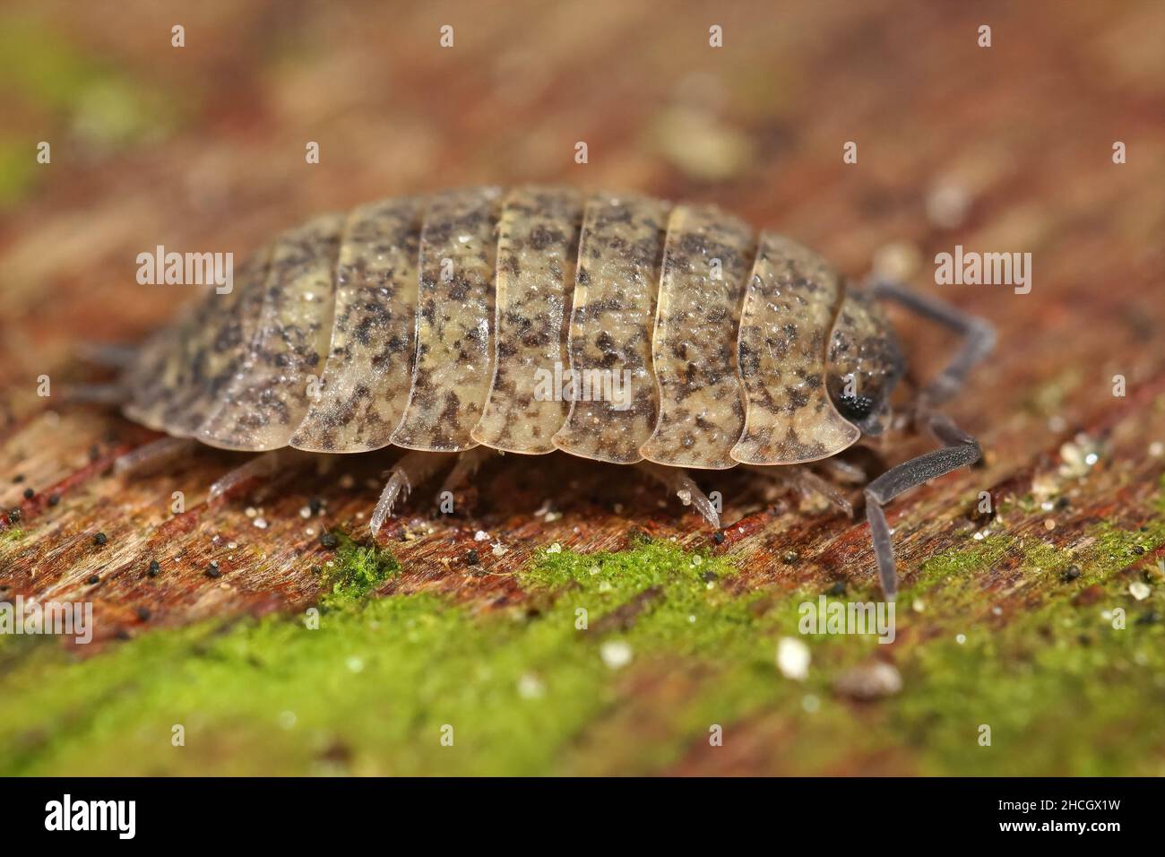 Gros plan sur un blanc anormal de couleur commune rugueux woudsouris, Porcellio scabre assis sur un morceau de bois dans le jardin Banque D'Images