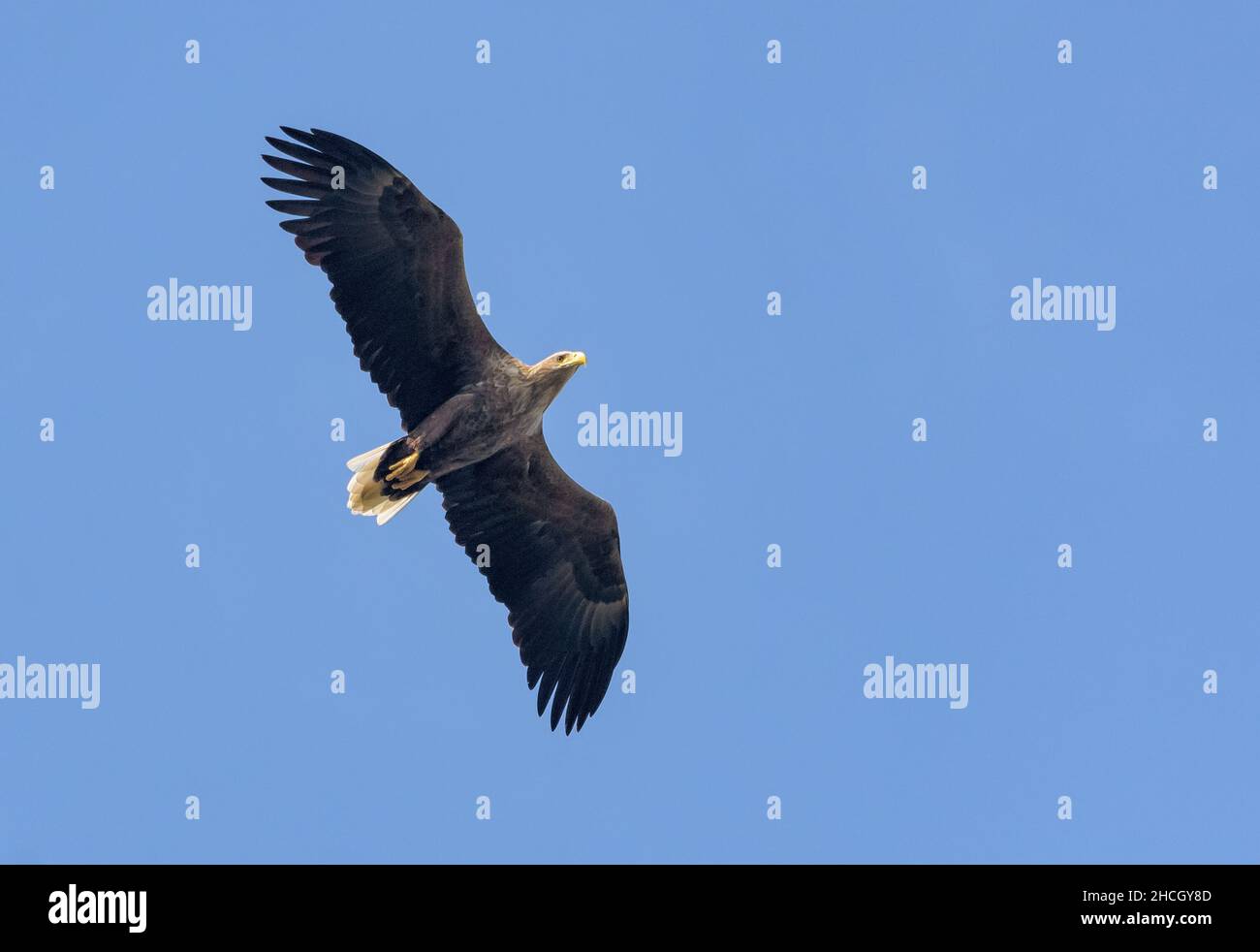 Adulte aigle à queue blanche (haliaeetus albicilla) soars élevés dans le ciel bleu avec de larges ailes et une queue panées Banque D'Images
