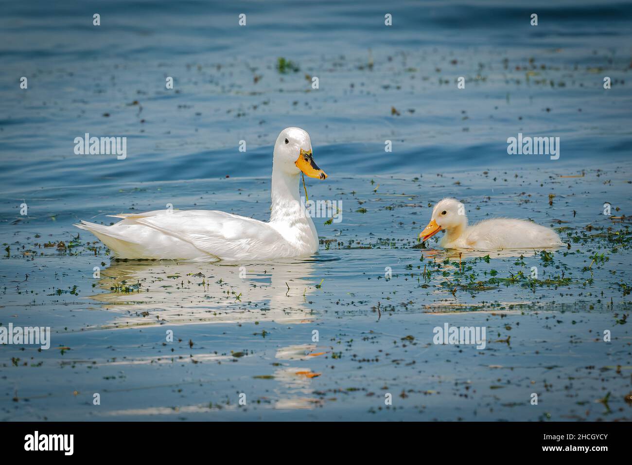 Une femelle de canard domestique et son caneton se nourrissant dans les eaux de Green Bay près du quai d'une marina près de Sturgeon Bay Wisconsin. Banque D'Images