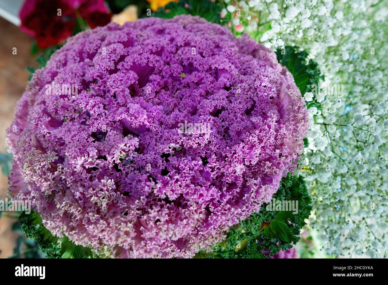 Plantes ornementales de chou et de chou pourpre dans la boutique de fleurs.Chou d'ornement violet vert Kale. Banque D'Images
