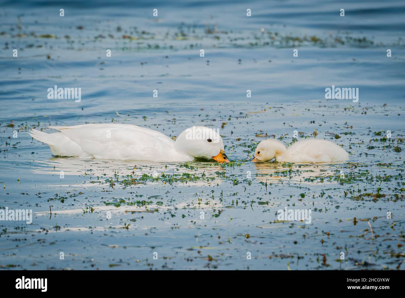 Une femelle de canard domestique et son caneton se nourrissant dans les eaux de Green Bay près du quai d'une marina près de Sturgeon Bay Wisconsin. Banque D'Images