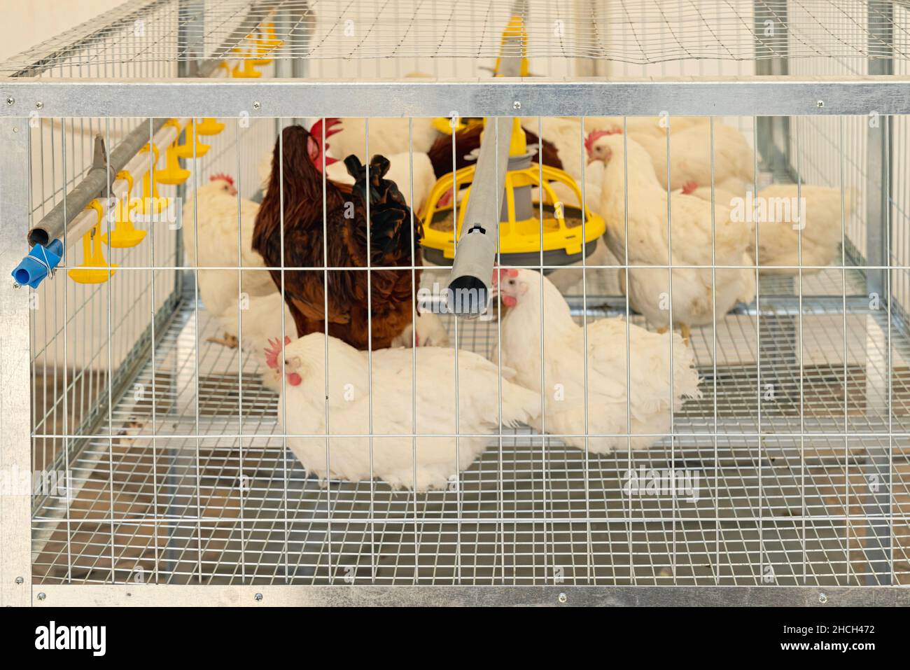 Poulets oiseaux dans une cage de treillis à la ferme de volaille Photo  Stock - Alamy