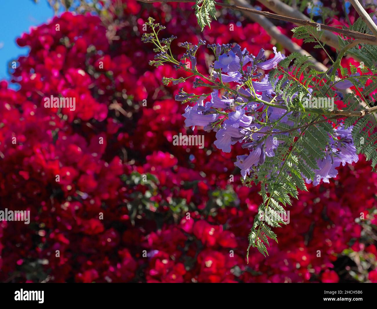 Fleur pourpre d'un arbre de Jacaranda devant la fleur rouge de Bougainvilea, Espagne Banque D'Images