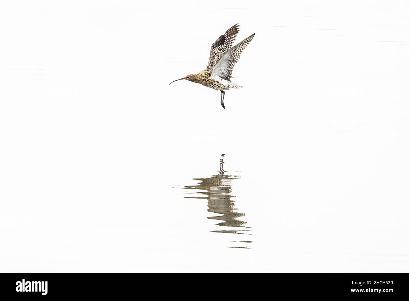 Le curlew eurasien survolant l'eau. Banque D'Images