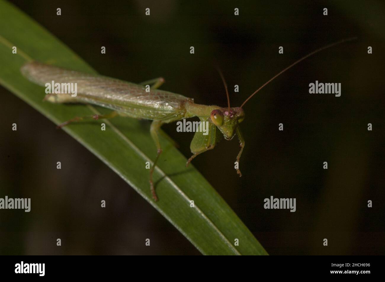 Mantis mâles non identifiés dans le sous-étage de la forêt tropicale brésilienne. Banque D'Images