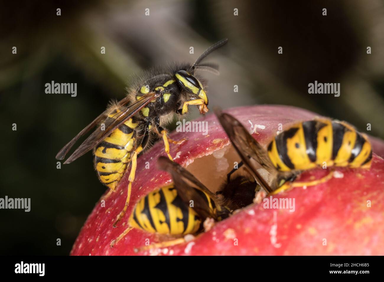 Wasps on Apple, automne, Angleterre, Royaume-Uni. Banque D'Images