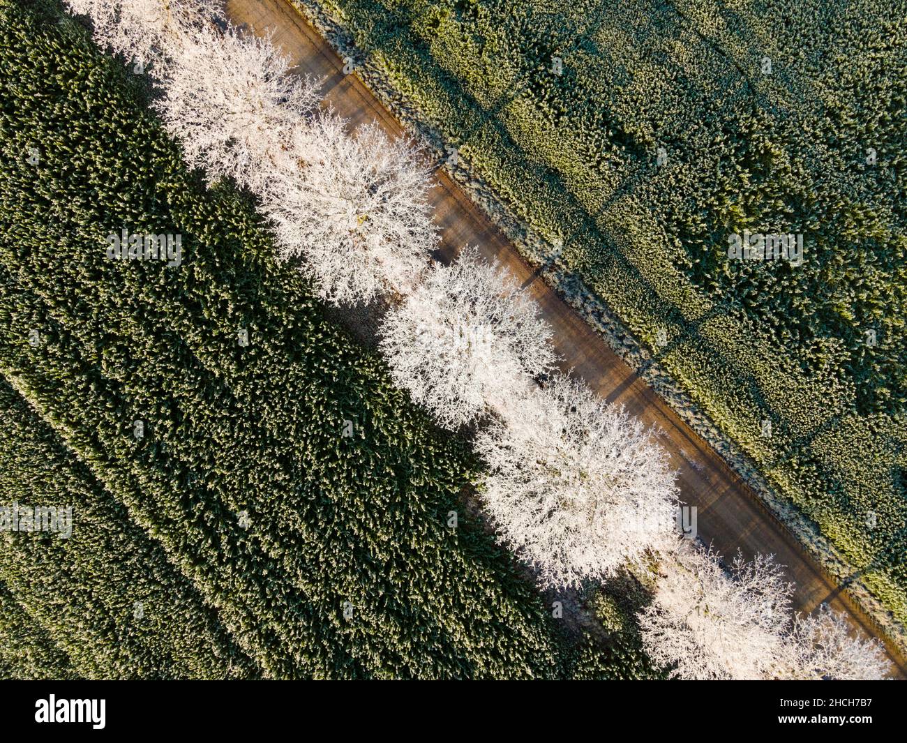 Tir de drone, arbres avec du givre, Berkum, district de peine, Basse-Saxe,Allemagne Banque D'Images