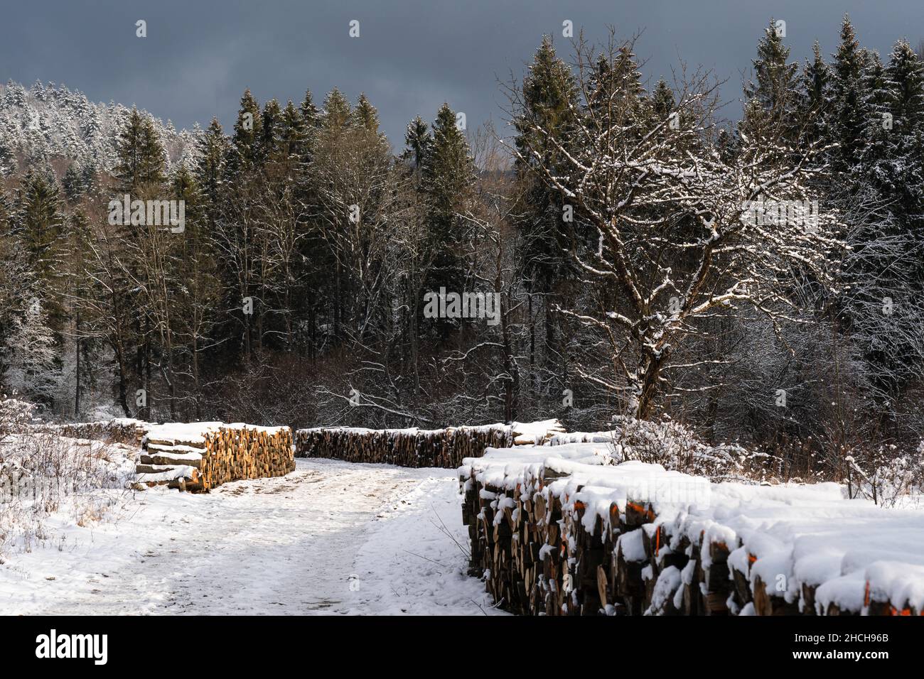 Bois coupé, par la route, hiver, Podkarpackie, Pologne Banque D'Images