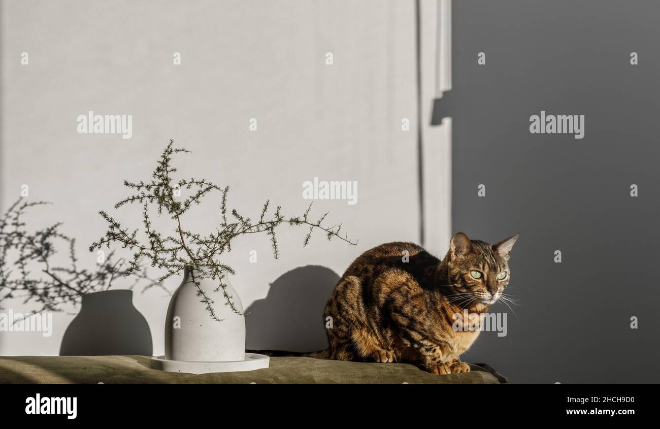 Branches de coton naturel dans un vase en béton blanc et chat bengale à côté.Soleil, ombre dure des ombres.Décoration florale, intérieure, nature. Banque D'Images