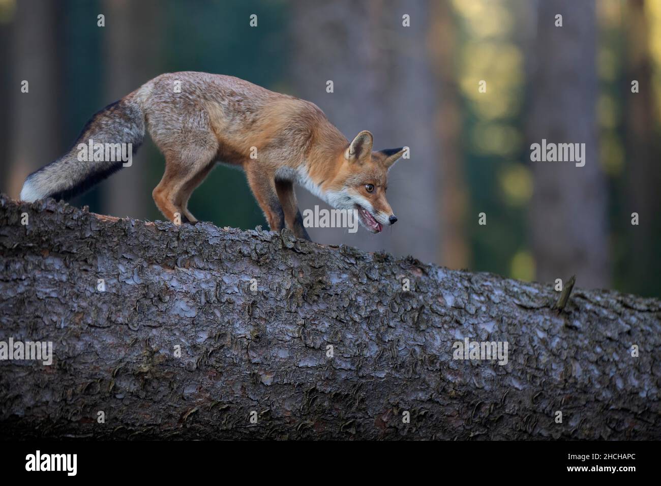 Boire du renard roux (Vulpes vulpes) sur un tronc d'arbre, Bitburg, Allemagne Banque D'Images