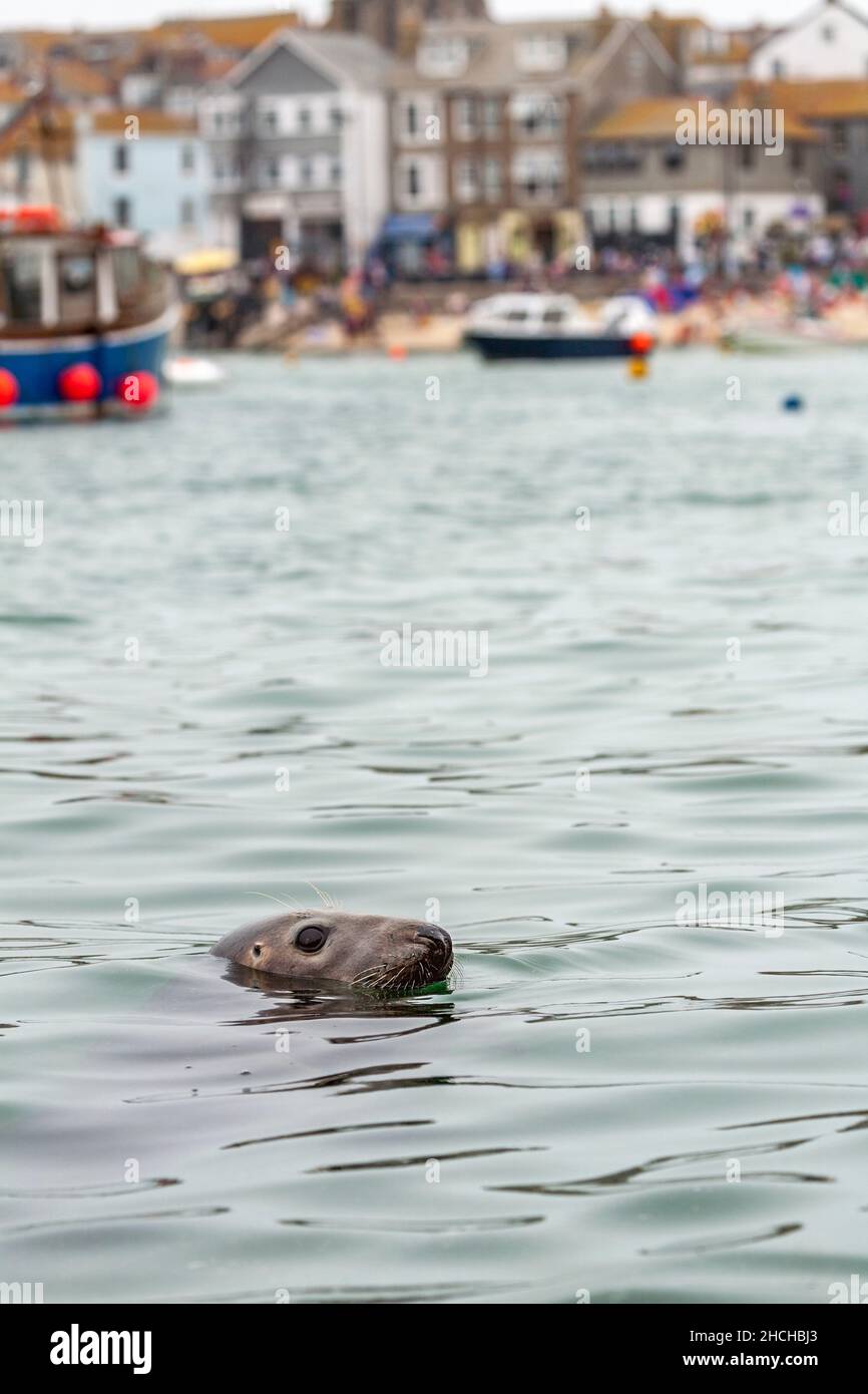 Phoque gris; Halichoerus grypus; St Ives; Cornwall; Royaume-Uni Banque D'Images