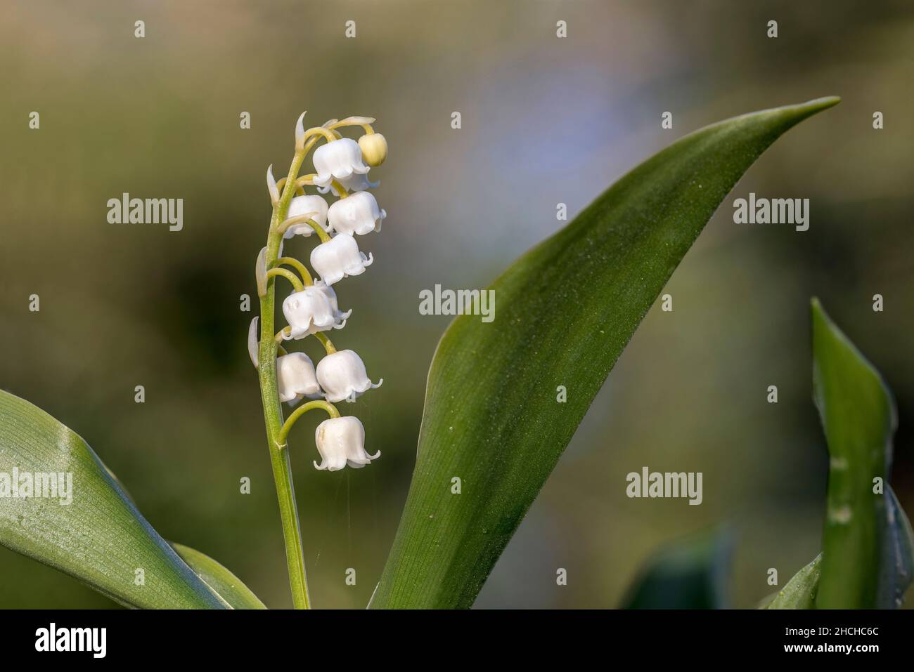 Lily of the Valley; Convallaria majalis; Flower; Royaume-Uni Banque D'Images