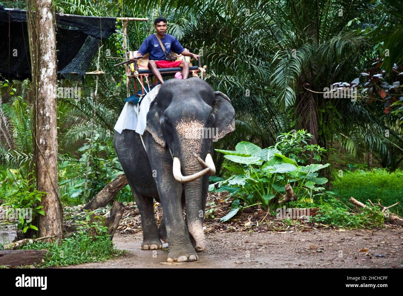 Randonnée à dos d'éléphant dans la jungle/visite à dos d'éléphant, jungle, Khao Sok, Thaïlande Banque D'Images