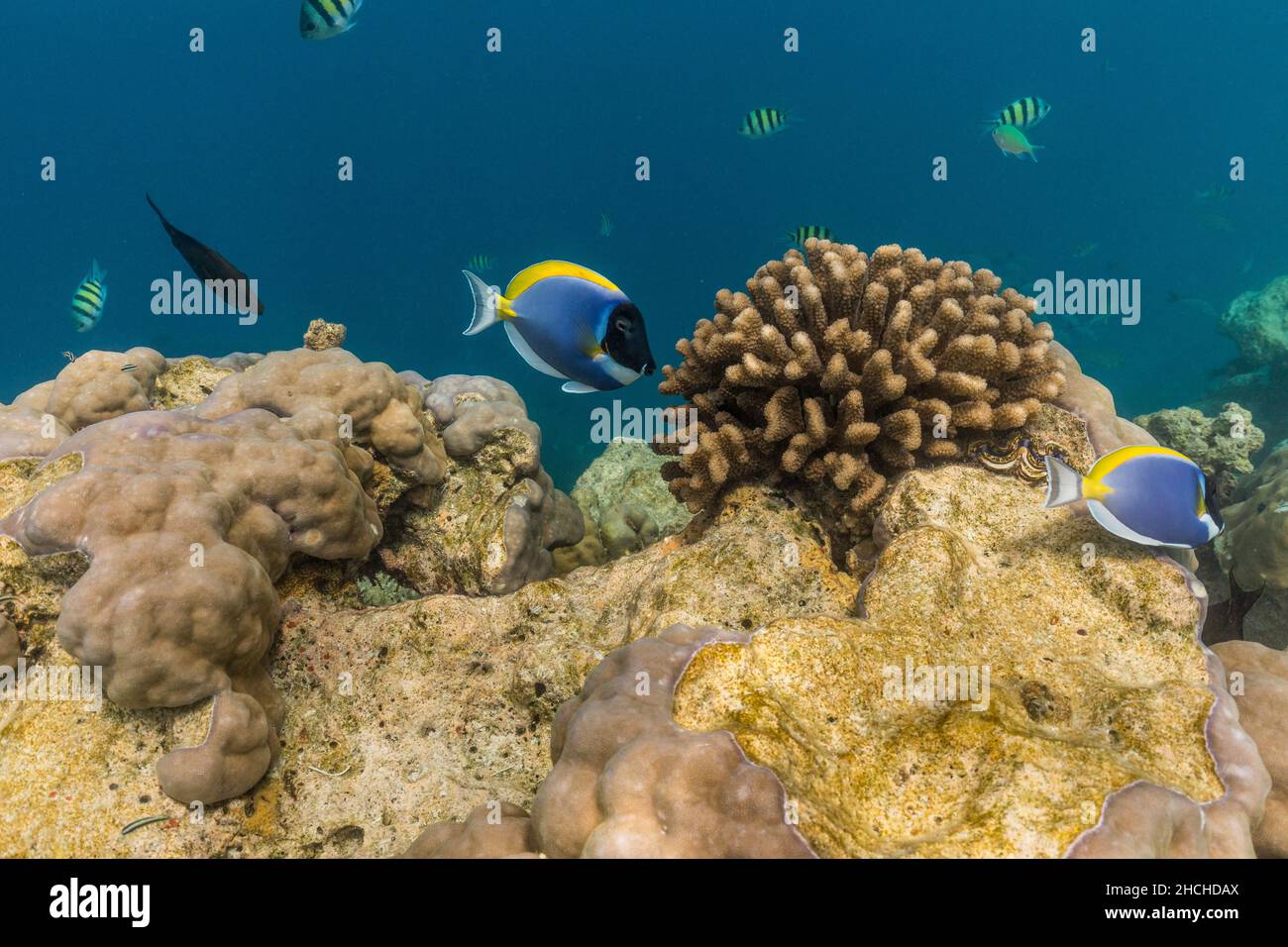 Surgeonfish en poudre; Acanthurus leucosternon; Maldives Banque D'Images