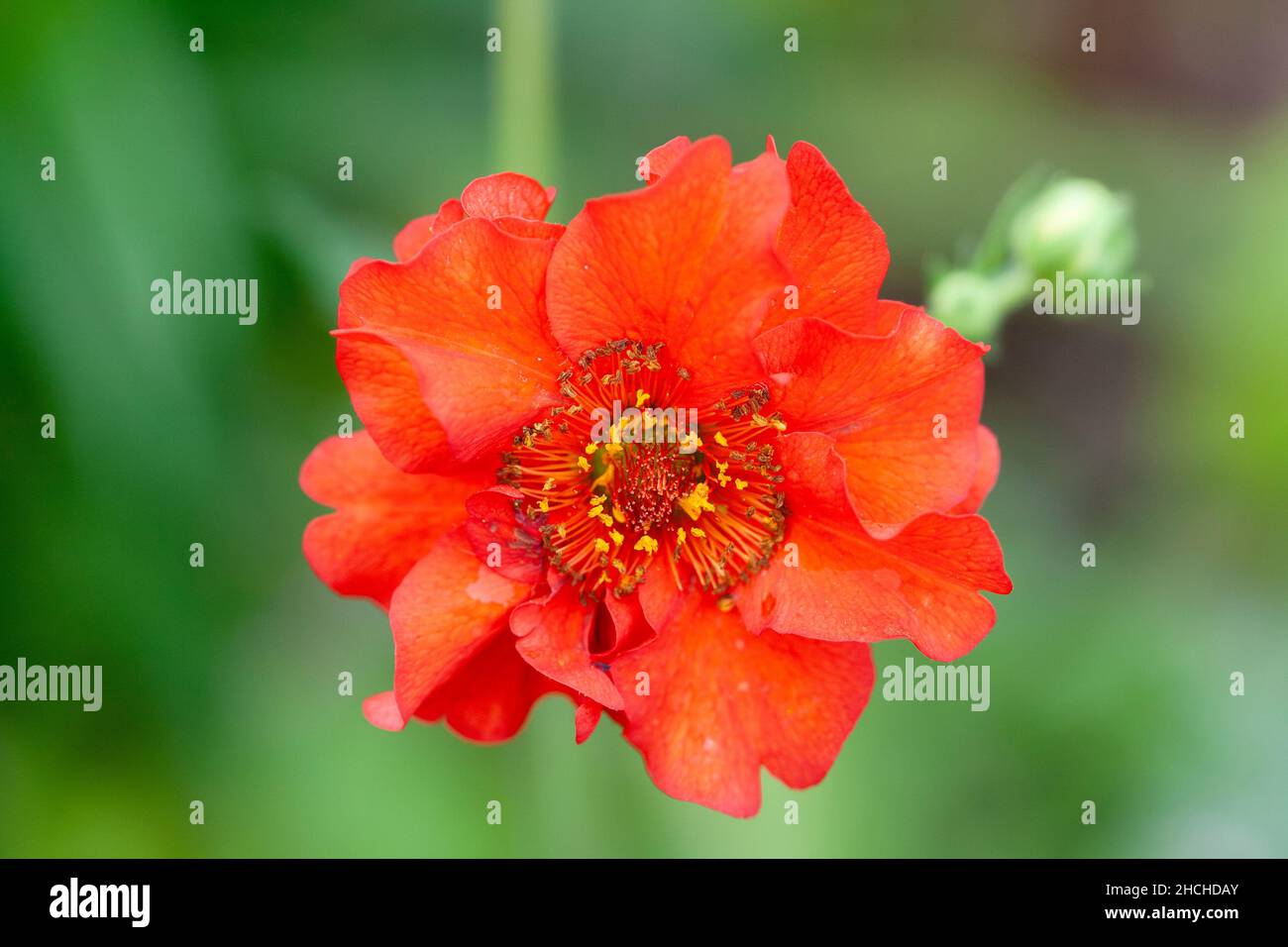 Tête de fleur de Geum rouge Banque D'Images