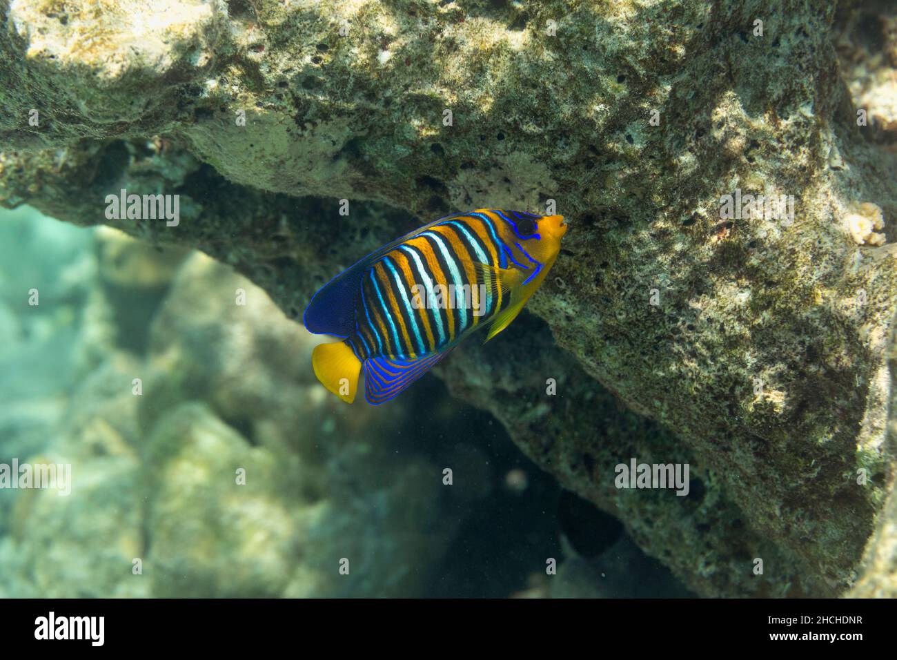 Anglefish Regal; Pygoplites diacanthus; Maldives Banque D'Images