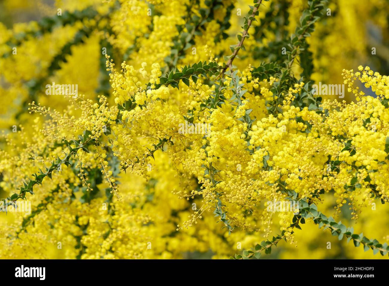 Acacia pravissima, l'arbre arrolé du four fleurit au printemps Banque D'Images