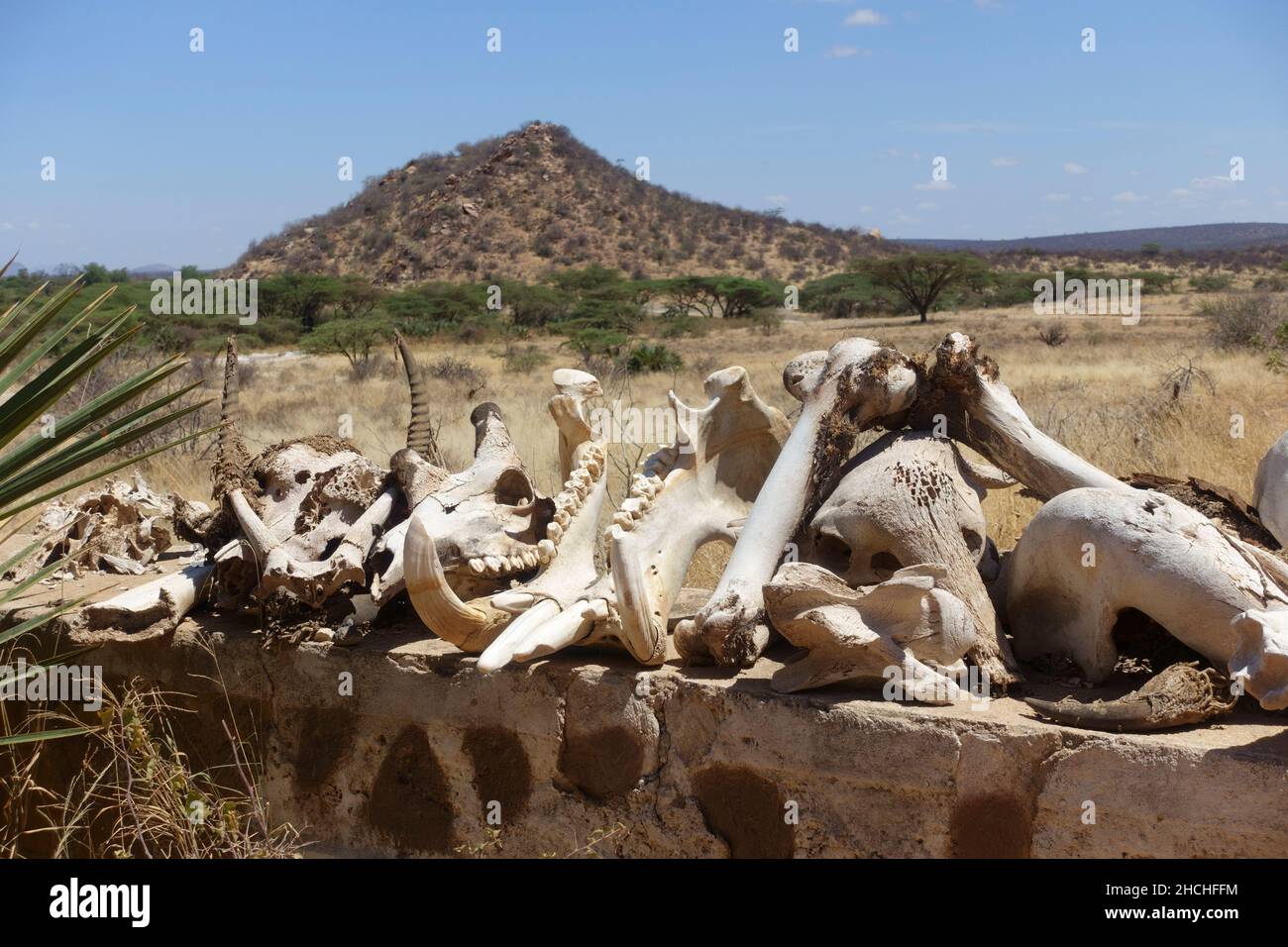 Crânes et os de la faune kenyane séchant sur le mur dans la prairie d'acacia svannah OL Pejeta Conservany Northern Kenya Banque D'Images