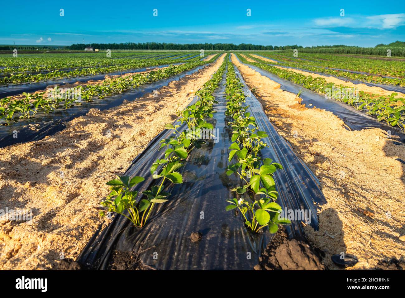 Plantation de fraises sous le paillis d'aluminium et avec irrigation goutte à goutte. Plantes poussant sous des feuilles de plastique noir. Banque D'Images