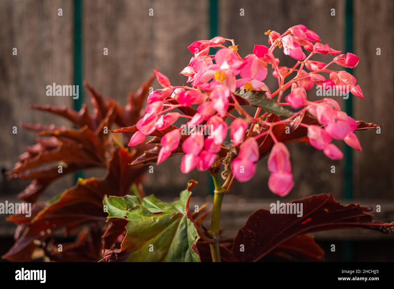 Gros plan d'une fleur de begonia d'aile de dragon Banque D'Images