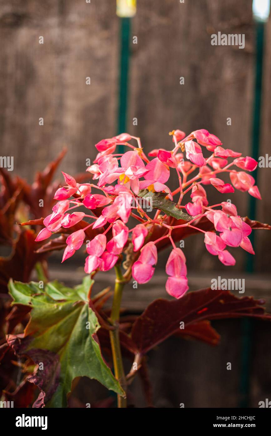 Plan vertical d'une fleur de begonia d'aile de dragon Banque D'Images