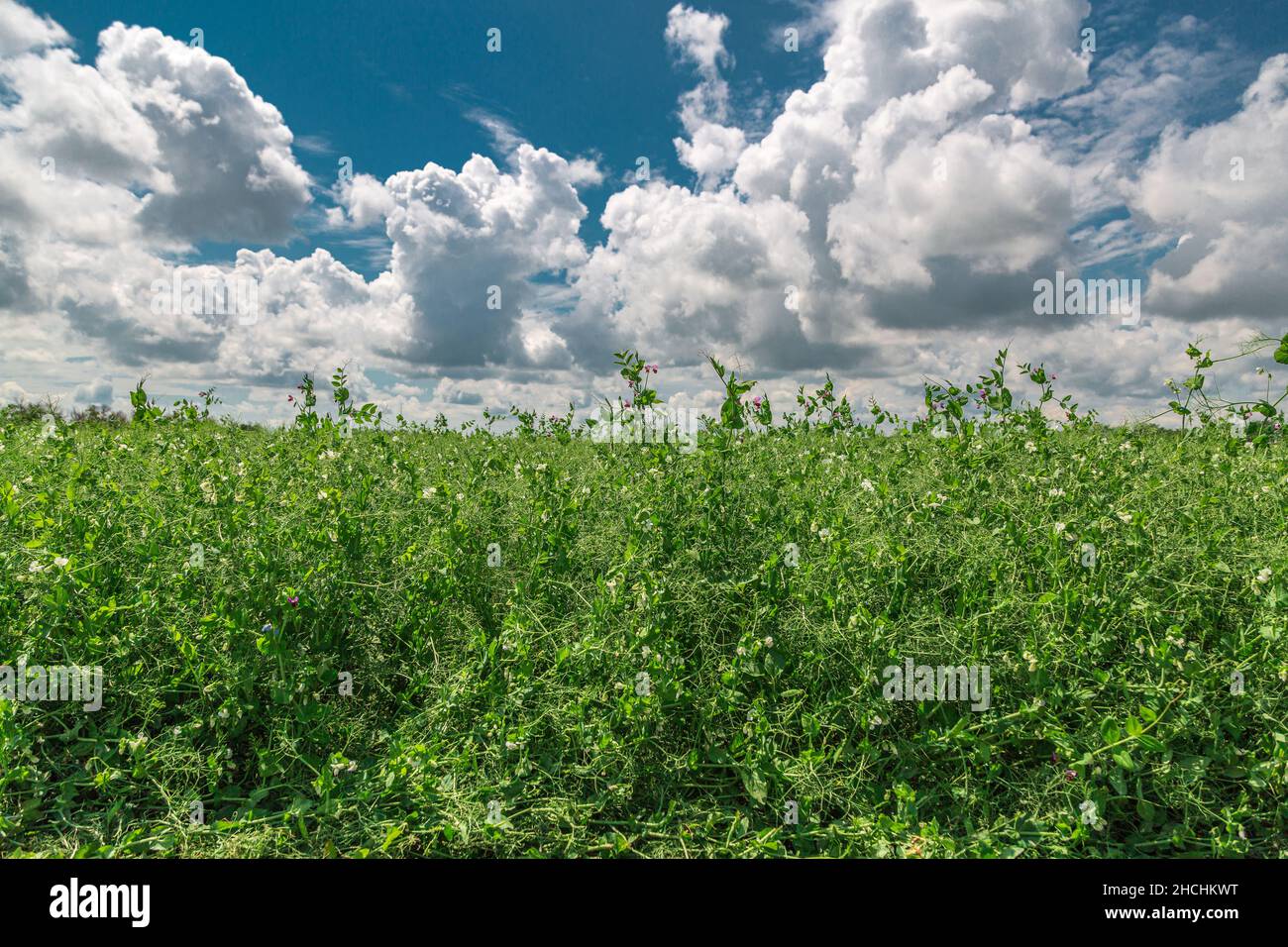 plants de pois en floraison avec des pétales blancs, un champ agricole où poussent les pois verts Banque D'Images