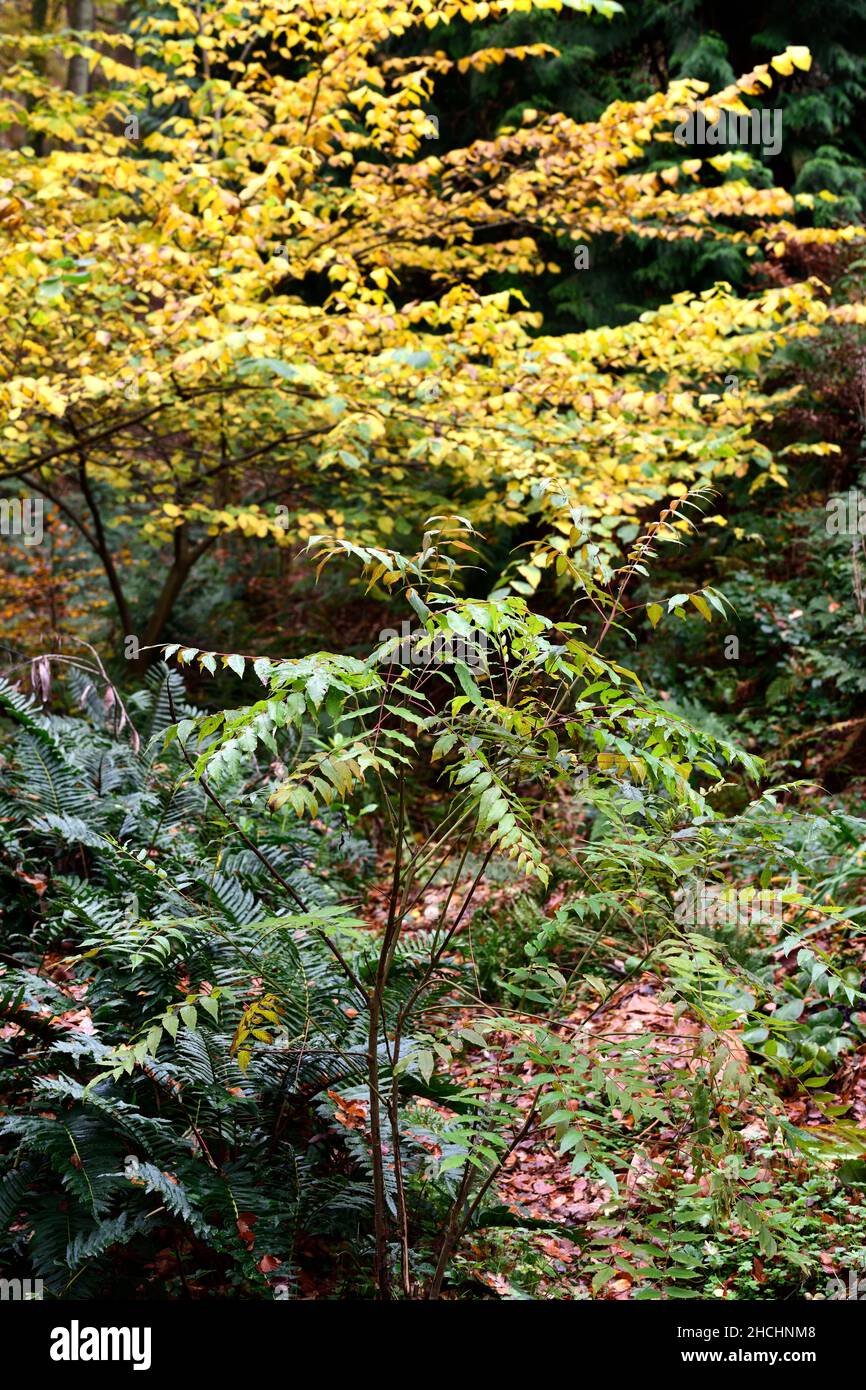 Ailanthus altissima,jeune arbre,arbre juvénile,arbre du ciel,ailanthus,arbre vernis,chouchun,arbre décidus,feuilles,feuillage,espèces envahissantes,RM Floral Banque D'Images