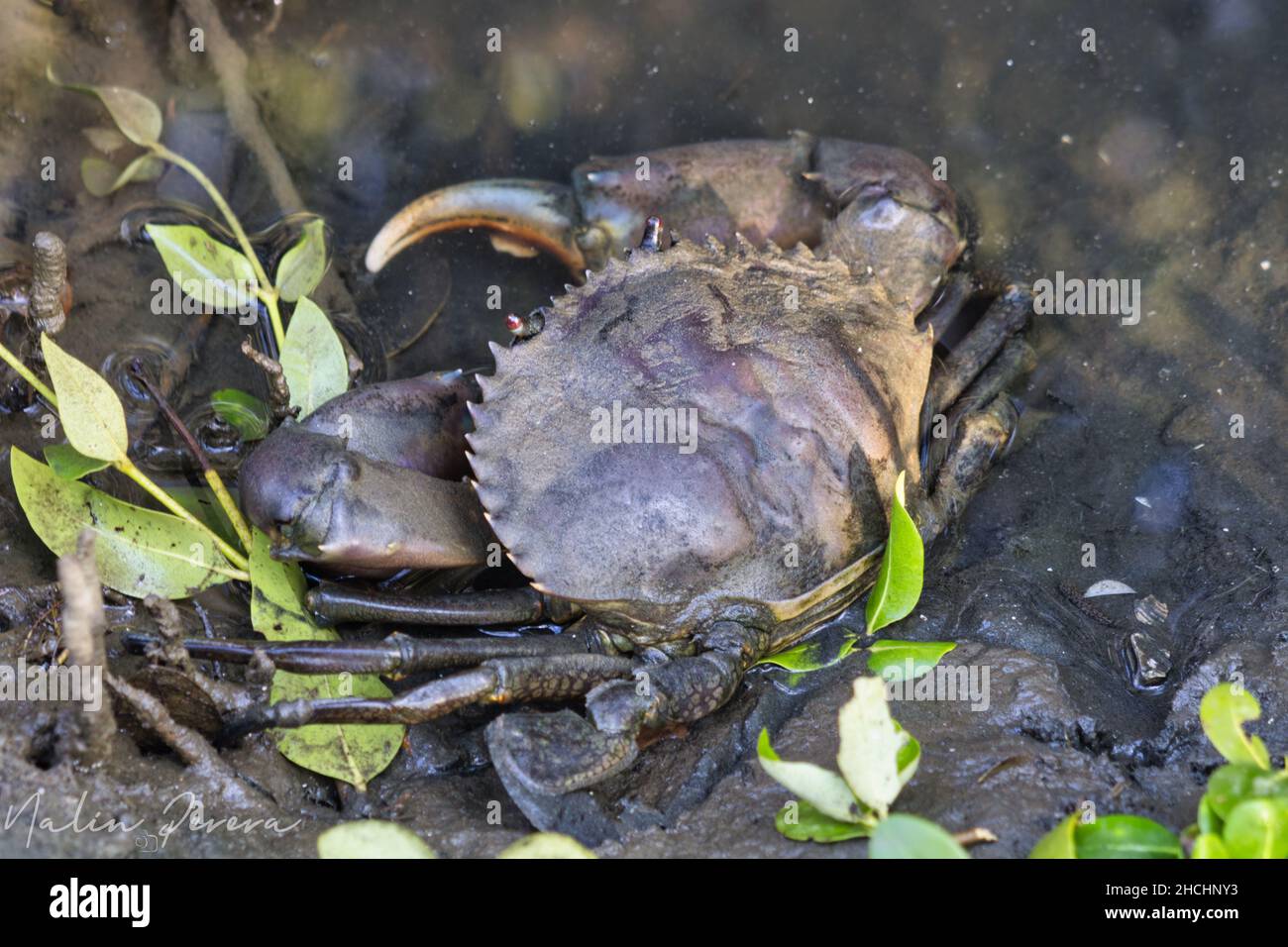 Crabe littoral (Carcinus aestuarii) marchant sur la boue Banque D'Images