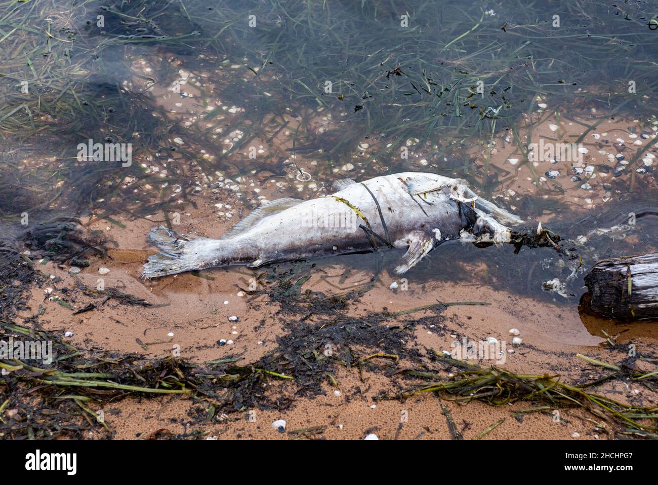 Poissons morts sur la rive d'un lac d'eau douce Banque D'Images