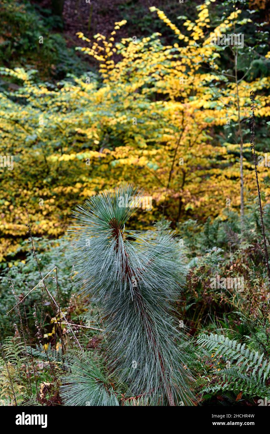 Pinus montezumae Sheffield Park,jeune arbre,pin,pins,aiguilles,aiguilles gris-vert,aiguilles gris-vert,feuillage,RM Floral Banque D'Images