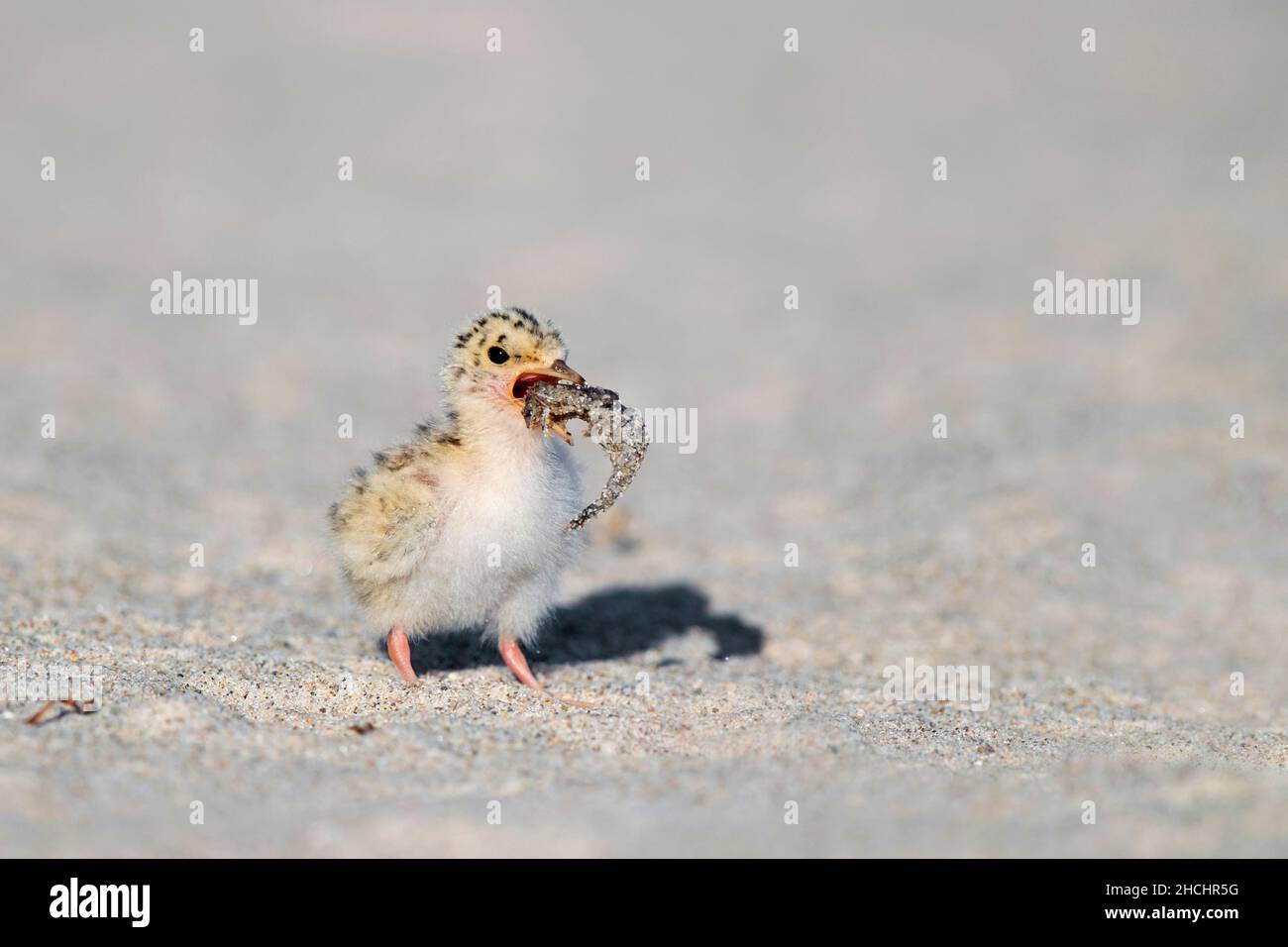 Mignon petite sterne (Sternula albifrons / Sterna albifrons) manger des crevettes sur la plage de sable au printemps Banque D'Images